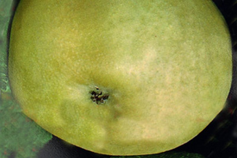 Malus 'Weißer Klarapfel' CAC - Apfel 'Weißer Klarapfel' früh