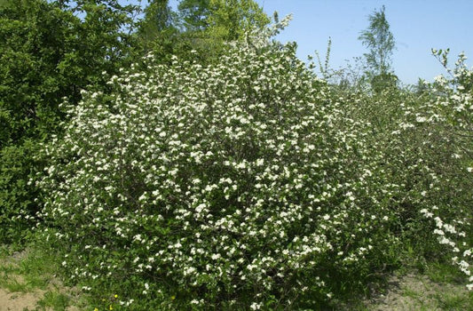 Aronia prunifolia - Apfelbeere prunifolia