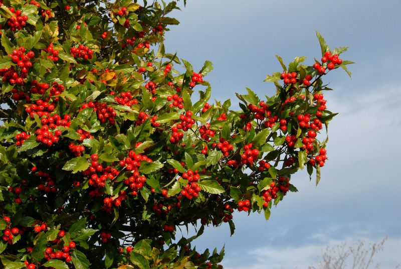 Crataegus lavallei 'Carrierei' - Apfeldorn