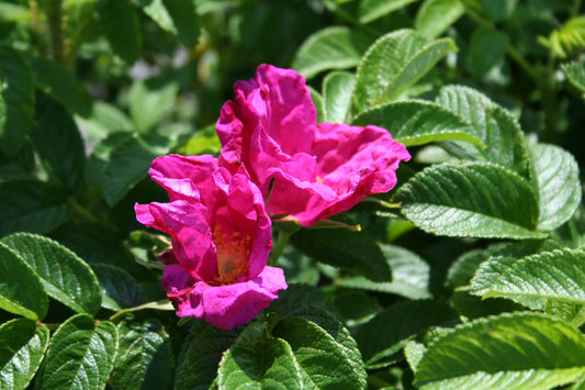 Rosa rugosa - Apfelrose