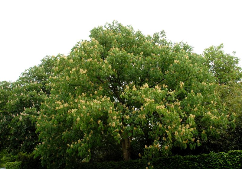 Aesculus flava - Appalachen-Rosskastanie