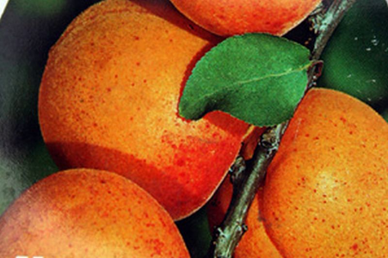 Prunus armeniaca 'Nancyaprikose' CAC - Aprikose 'Nancyaprikose'