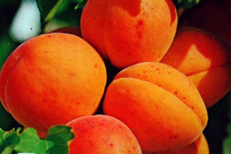 Prunus armeniaca 'Temporao de Villa Franca' CAC - Aprikose 'Temporao de Villa Franca'