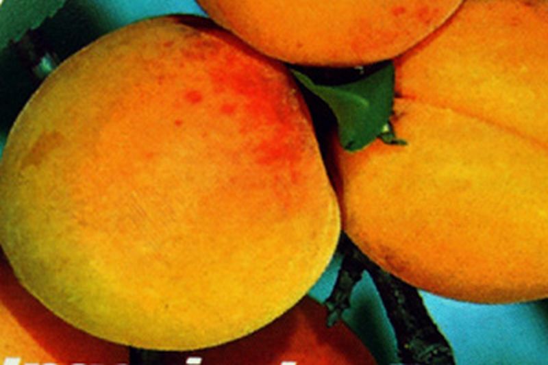 Prunus armeniaca 'Ungarische Beste' CAC - Aprikose 'Ungarische Beste'