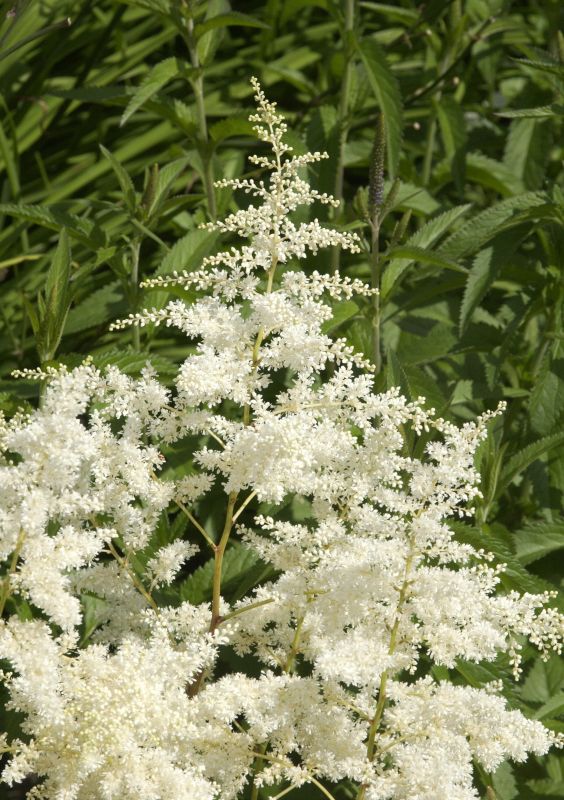 Astilbe x arendsii 'Brautschleier' - Arends Garten-Prachtspiere Brautschleier