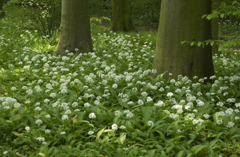 Allium ursinum - Bär-Lauch