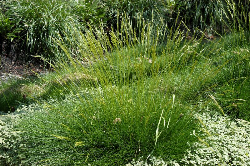 Festuca gautieri - Bärenfell-Schwingel