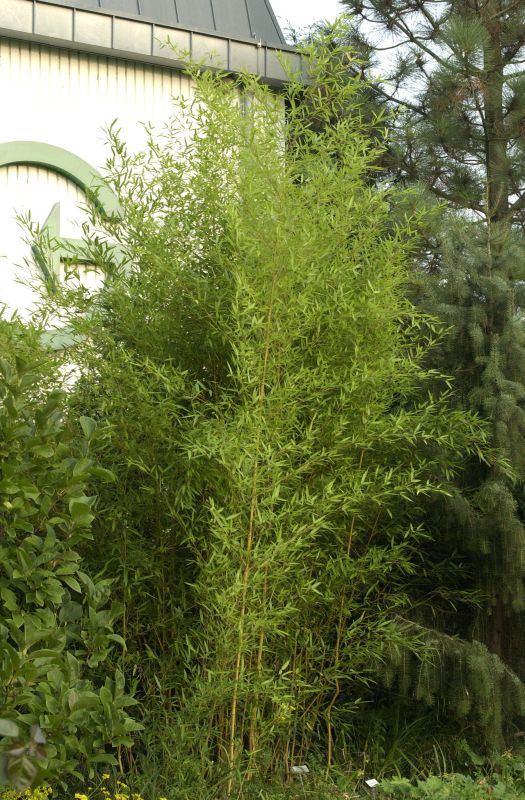 Phyllostachys aureosulcata spectabilis - Bambus aureosulcata spectabilis