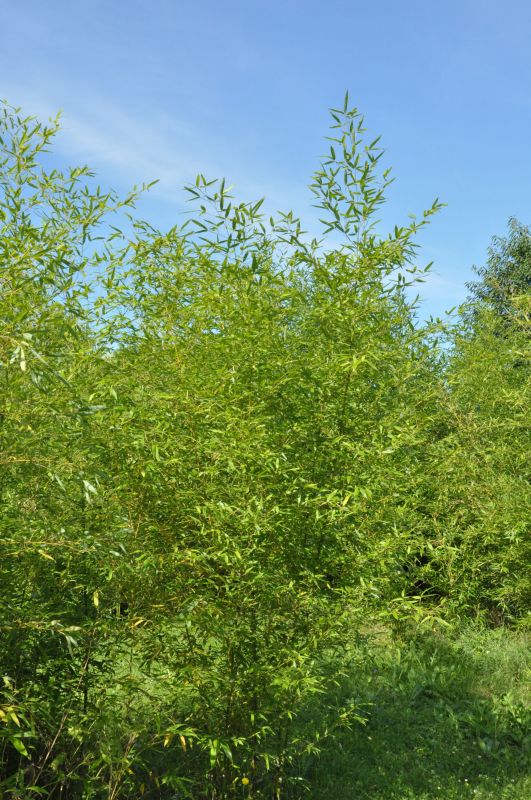 Phyllostachys bissetii - Bambus bissetii