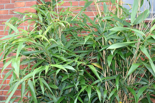 Phyllostachys humilis - Bambus humilis
