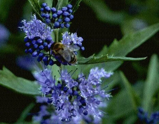 Caryopteris clandonensis 'Heavenly Blue' - Bartblume 'Heavenly Blue'