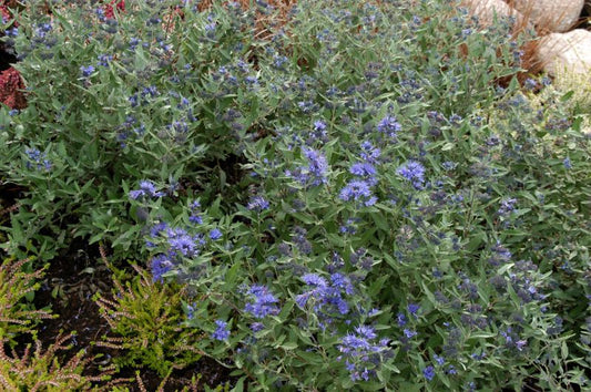 Caryopteris clandonensis 'Kew Blue' - Bartblume 'Kew Blue'