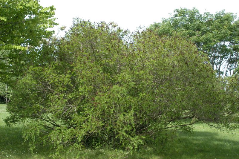 Amorpha fruticosa - Bastardindigo