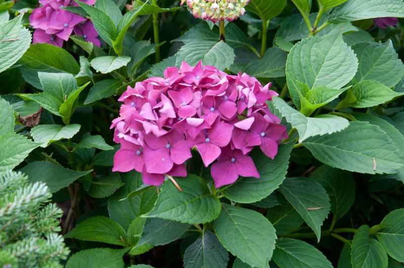 Hydrangea macrophylla 'Leuchtfeuer' - Bauernhortensie 'Leuchtfeuer'