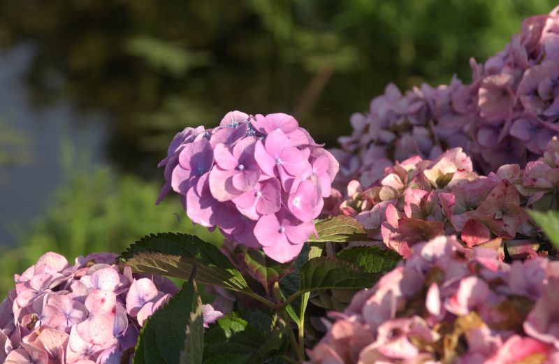 Hydrangea macrophylla 'Rosita' - Bauernhortensie 'Rosita'