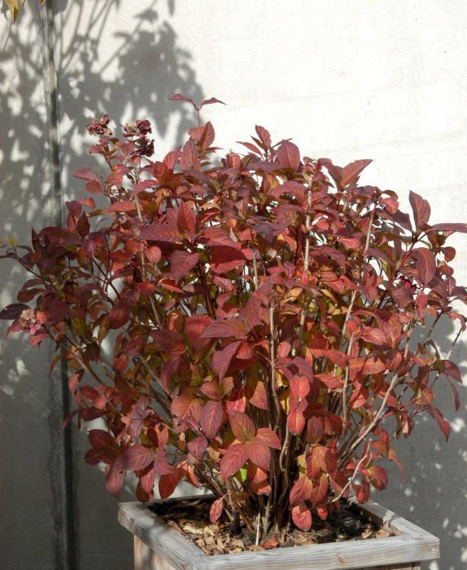 Hydrangea macrophylla 'Tovelit' - Bauernhortensie 'Tovelit'