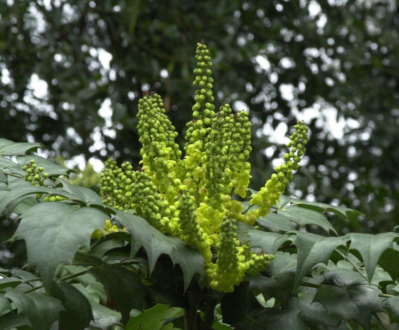 Mahonia bealei - Beales Mahonie