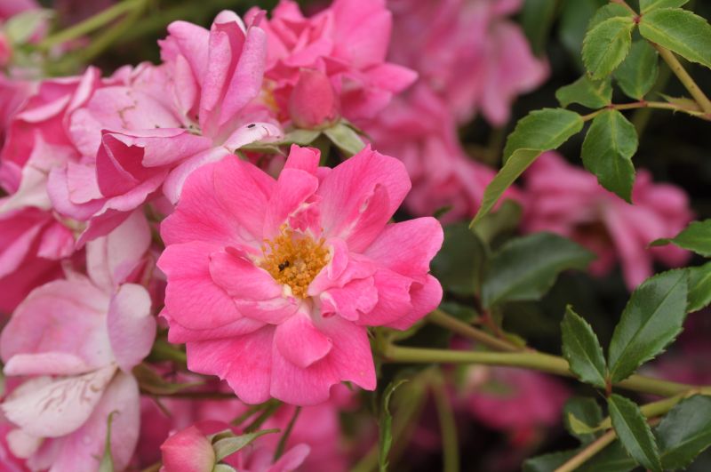 Rosa 'Bad Wörishofen 2005' ® BT - Beetro.'Bad Wörishofen 2005' ® ADR-Rose
