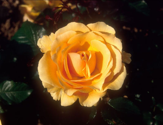 Rosa 'Amber Queen' ® BT - Beetrose 'Amber Queen' ®