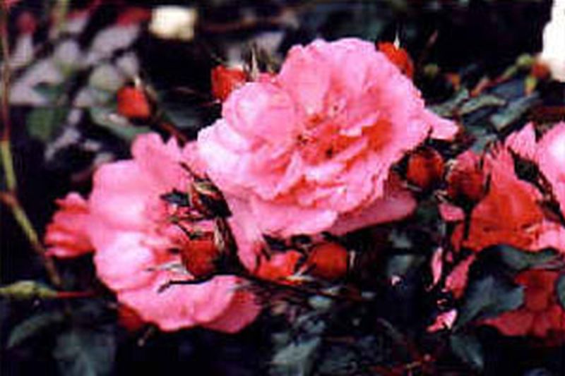 Rosa 'Amulett' ® BT - Beetrose 'Amulett' ®