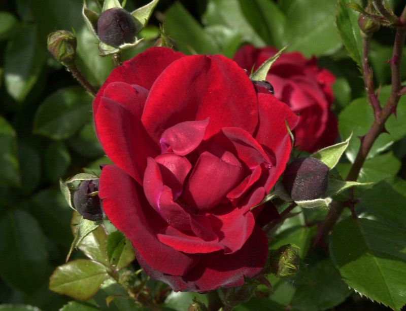Rosa 'Andalusien' ® BT - Beetrose 'Andalusien' ®