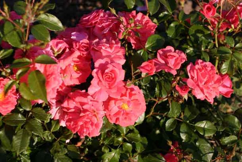 Rosa 'Bad Birnbach' ® BT - Beetrose 'Bad Birnbach' ® ADR-Rose