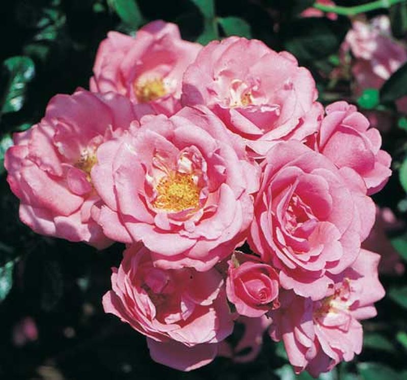 Rosa 'Bella Rosa' ® BT - Beetrose 'Bella Rosa' ®