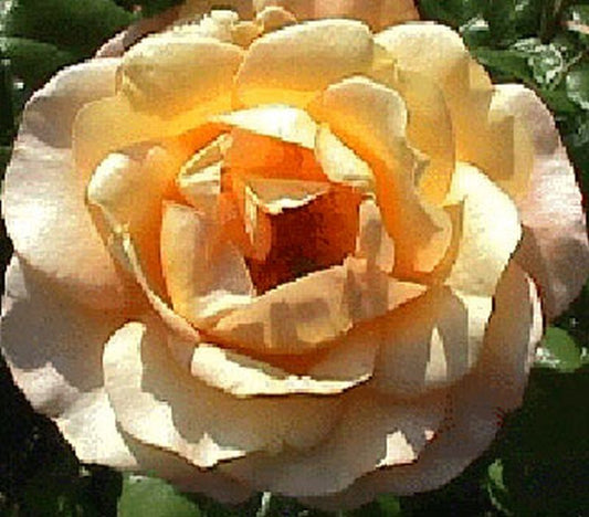 Rosa 'Bernstein Rose' ® BT - Beetrose 'Bernstein Rose' ®