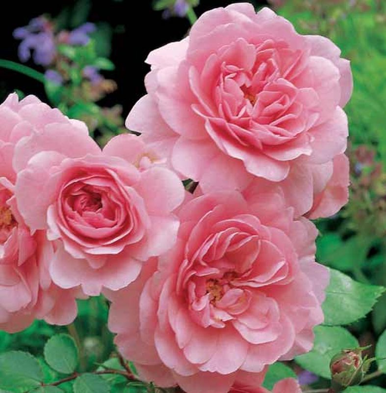 Rosa 'Bonica 82' ® BT - Beetrose 'Bonica 82' ®