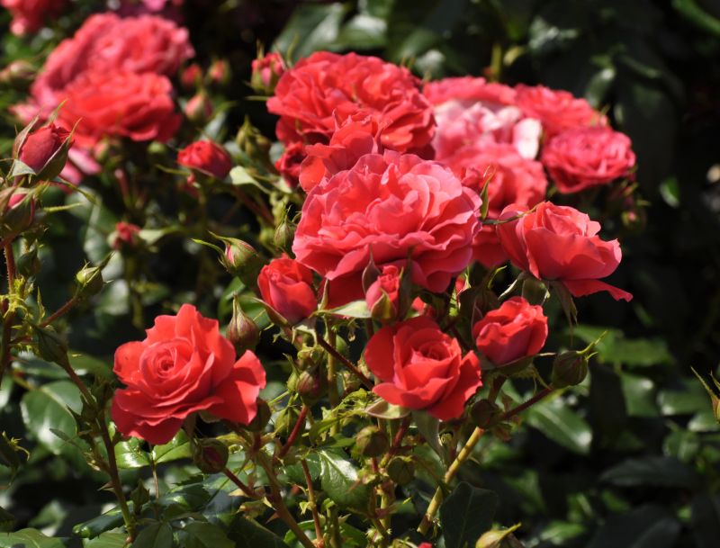 Rosa 'Cherry Girl' ® BT - Beetrose 'Cherry Girl' ® ADR-Rose