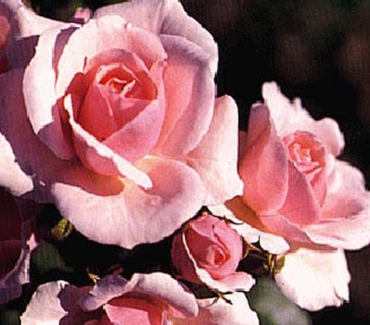 Rosa 'Diadem' ® BT - Beetrose 'Diadem' ®