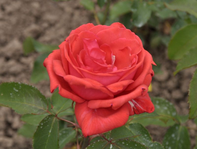 Rosa 'Duftwolke' ® BT - Beetrose 'Duftwolke' ®