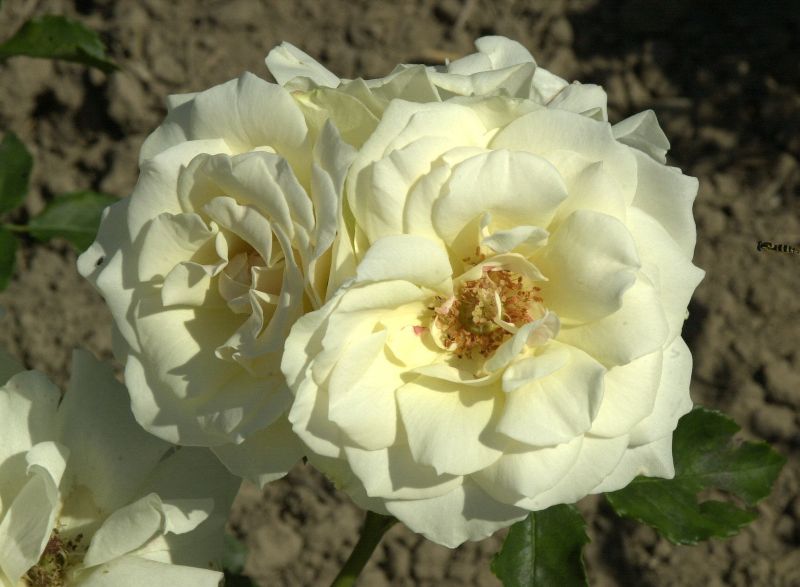 Rosa 'Edelweiß' ® BT - Beetrose 'Edelweiß' ®