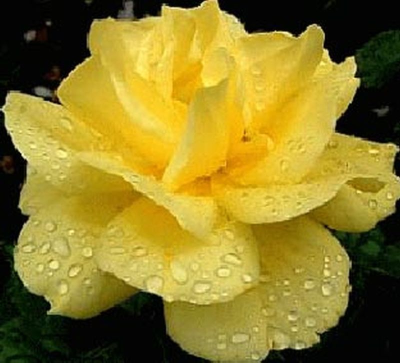 Rosa 'Friesia' ® BT - Beetrose 'Friesia' ®