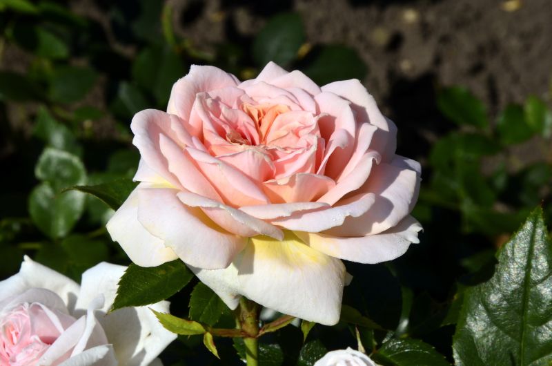 Rosa 'Garden of Roses' ® BT - Beetrose 'Garden of Roses' ® ADR-Rose