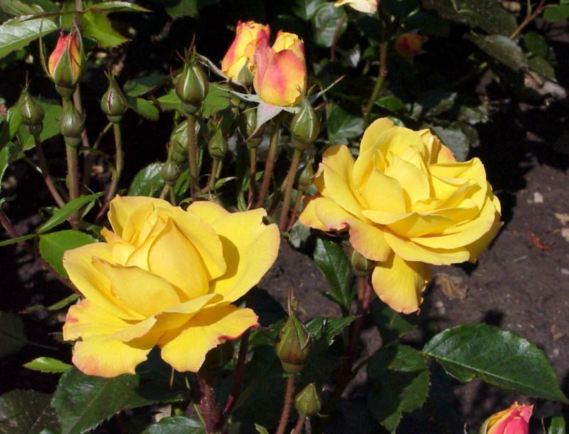 Rosa 'Goldmarie 82' ® BT - Beetrose 'Goldmarie 82' ®