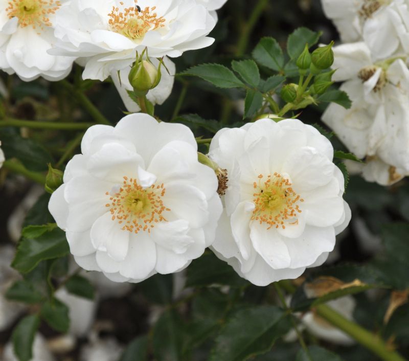 Rosa 'Innocencia' ® BT - Beetrose 'Innocencia' ® ADR-Rose