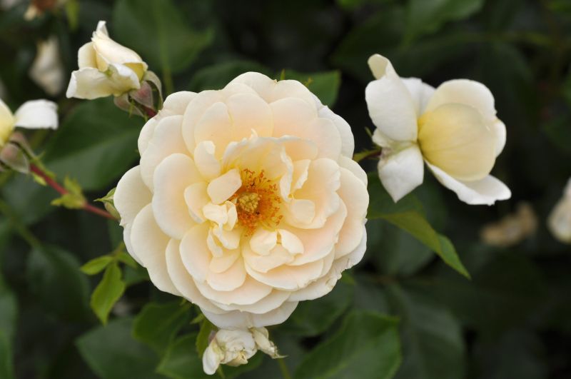 Rosa 'Isarperle' ® BT - Beetrose 'Isarperle' ® ADR-Rose