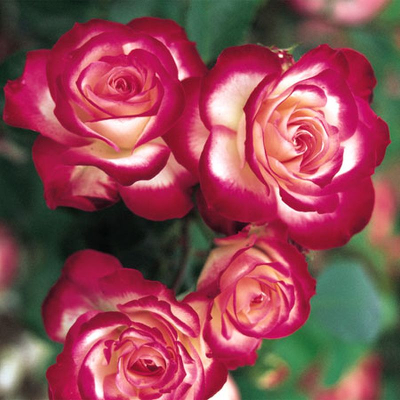 Rosa 'Jubilée du Prince de Monaco' ® BT - Beetrose 'Jubilée du Pr.de Monaco' ®