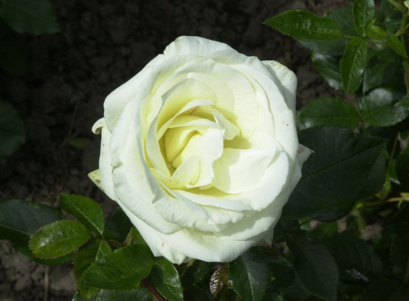 Rosa 'La Paloma 85' ® BT - Beetrose 'La Paloma 85' ®