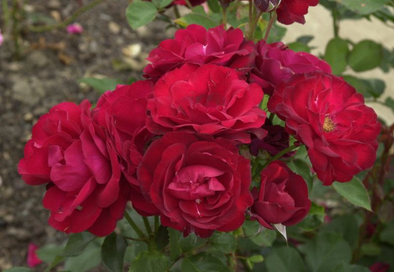 Rosa 'Lilli Marleen' ® BT - Beetrose 'Lilli Marleen' ®