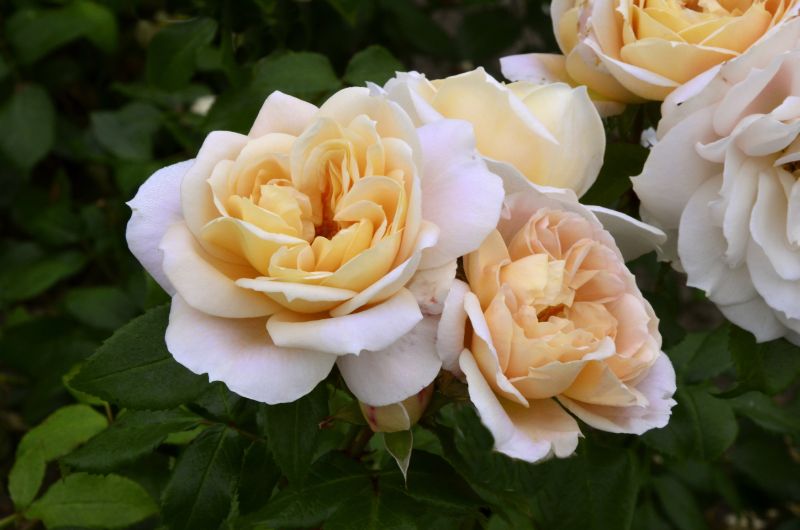 Rosa 'Lions-Rose' ® BT - Beetrose 'Lions-Rose' ® ADR-Rose