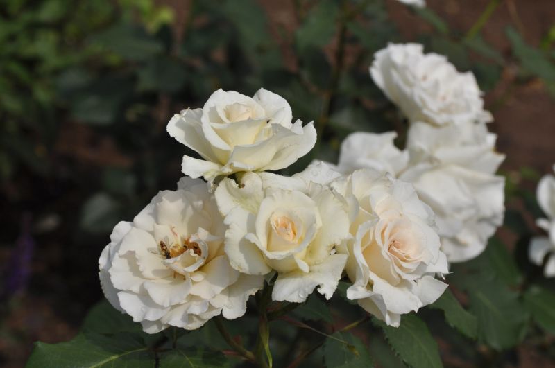 Rosa 'Margaret Merril' ® BT - Beetrose 'Margaret Merril' ®
