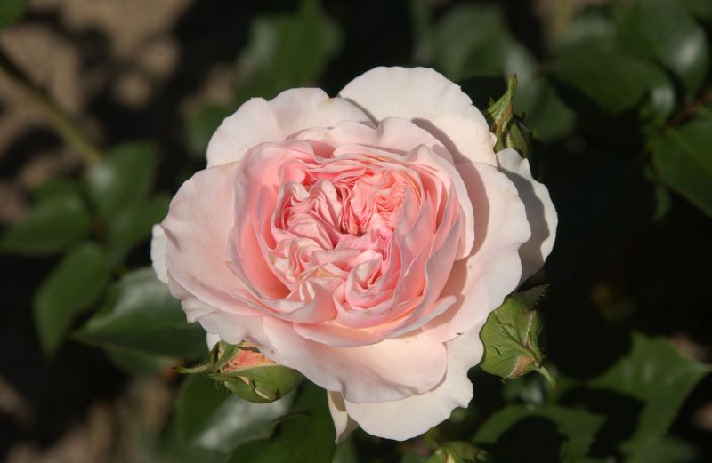 Rosa 'Mariatheresia' ® BT - Beetrose 'Mariatheresia' ®