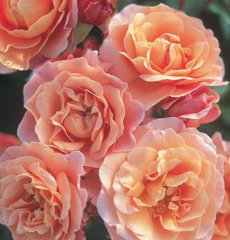 Rosa 'Marie Curie' ® BT - Beetrose 'Marie Curie' ®