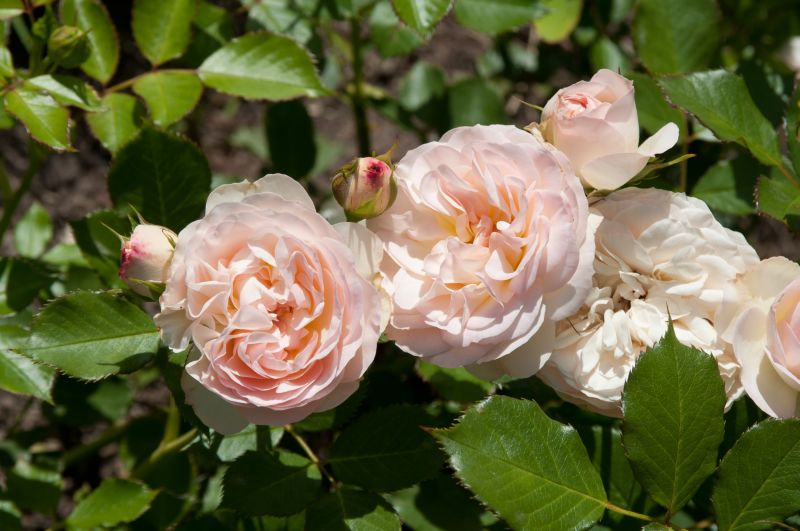 Rosa 'Pastella' ® BT - Beetrose 'Pastella' ® ADR-Rose