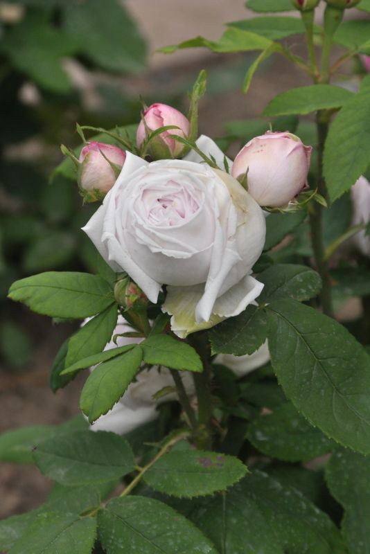 Rosa 'Princess of Wales' ® BT - Beetrose 'Princess of Wales' ®