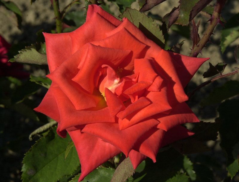 Rosa 'Prominent' ® BT - Beetrose 'Prominent' ®