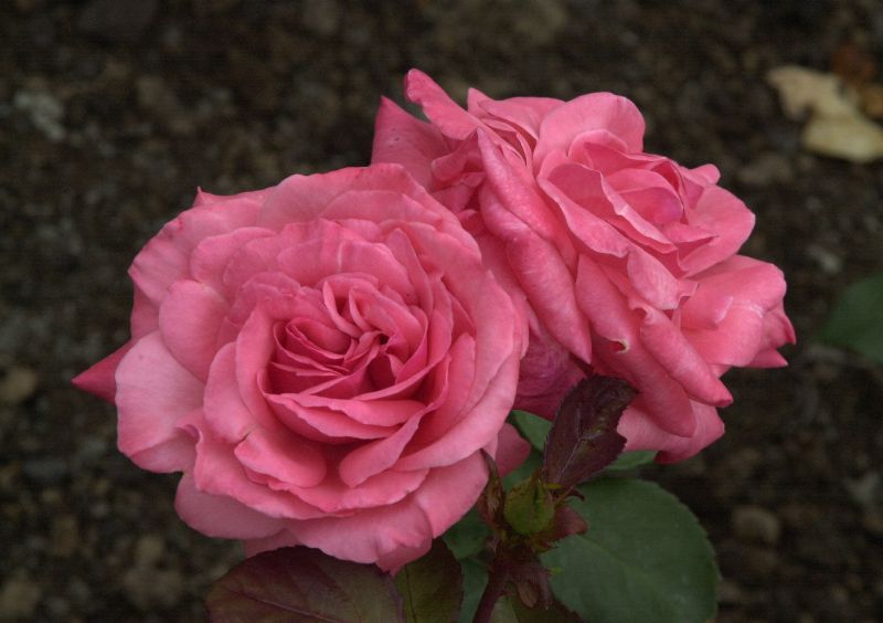 Rosa 'Rosenfee' ® BT - Beetrose 'Rosenfee' ®