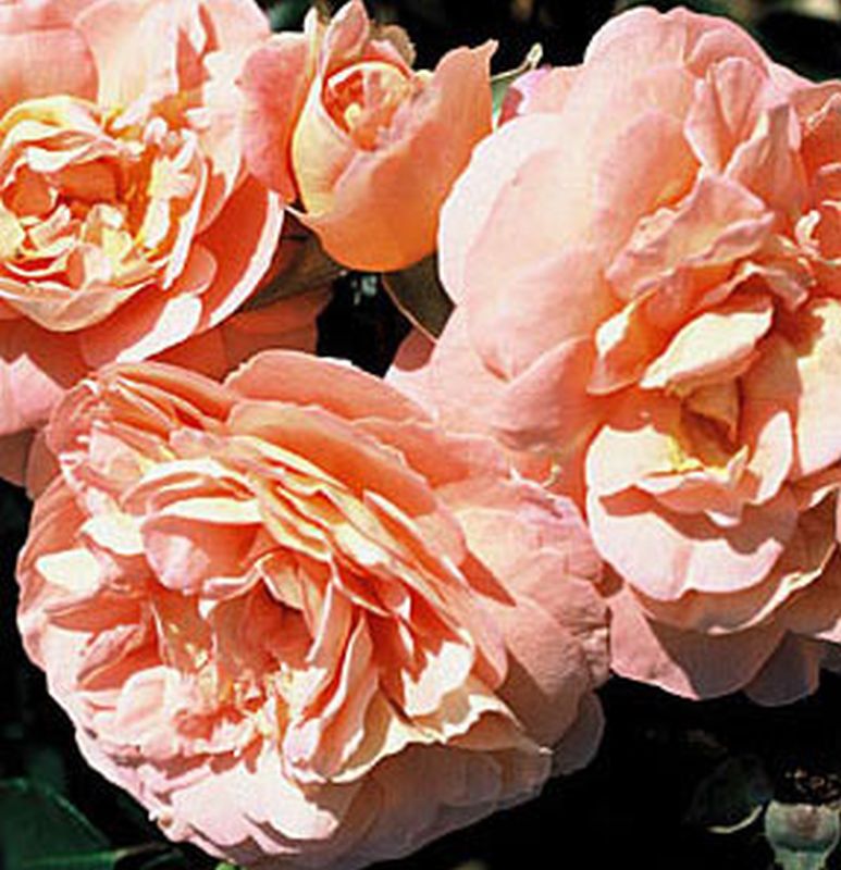 Rosa 'Sangerhäuser Jubiläumsrose' ® BT - Beetrose 'Sangerhäuser Jubiläumsrose' ®